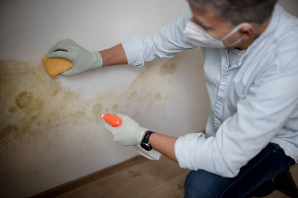 Attic Mold Removal in Lakeview Estates, GA