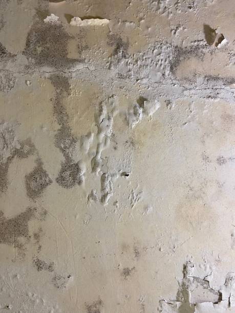  Lakeview Estates, GA Mold Removal Pros